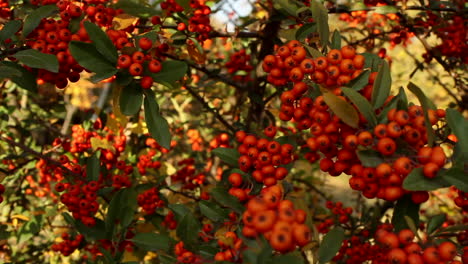 Bunches-of-red-ripe-berries-hanging-of-branches-in-garden