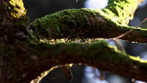 Branches-with-Green-Moss-calmly-sits-on-an-almost-Black-Background-in-the-Forest