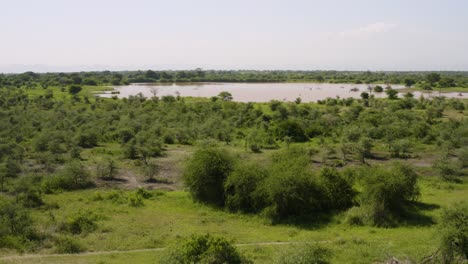 Natural-African-green-plains-in-Tanzania,-with-vegetation-and-waterhole-from-above