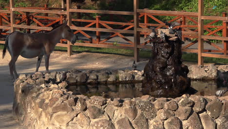 Pigeons-drinking-from-water-fountain-at-zoo-with-small-brown-horse-looking-on