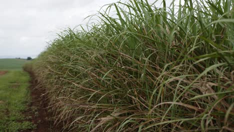 sugarcane-leaves-blowing-in-the-wind