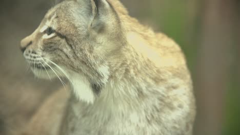 Lynx-looking-arround-with-his-tongue-after-feed-in-nature-with-green-trees-in-the-background-in-slow-motion-close-up-shot-on-a-sunny-day