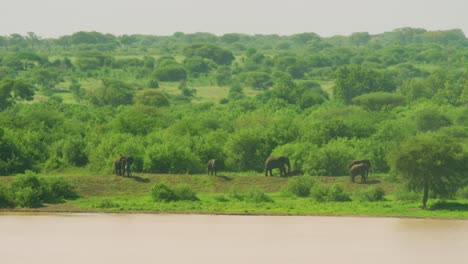 Wild-elephants-relaxing-near-waterhole-in-Tanzania,-Africa-with-vast-green-plains