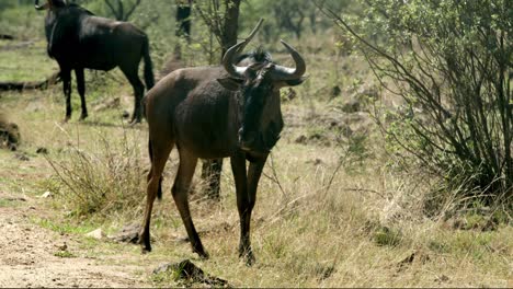 full-body-view-of-Wildebeest-standing-and-observing-surroundings