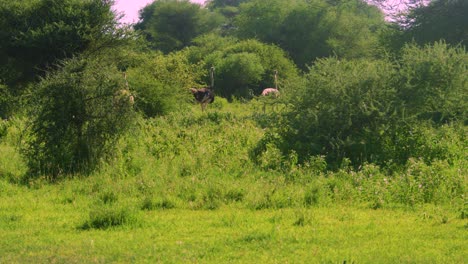 Ostriches-in-the-wild-walking-through-dense-green-grass-in-Tanzania-Africa
