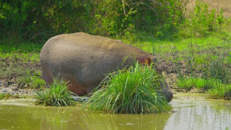 Huge-wild-hippo-walks-into-muddy-swamp-water-in-Ugandan-National-Park