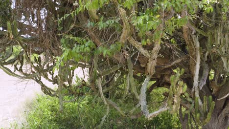 Lion-perched-high-up-on-tree-in-Queen-Elizabeth-National-Park,-Uganda,-Africa