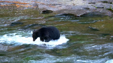 Big-bear-standing-in-river-to-catch-salmon