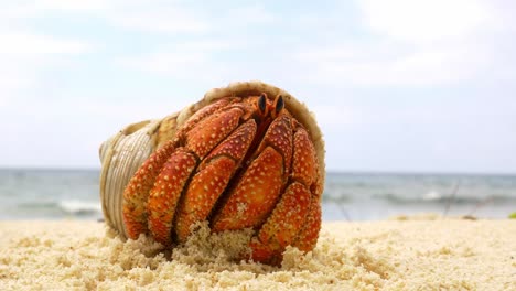 Orange-hermit-crab-hiding-in-shell-then-crawls-away
