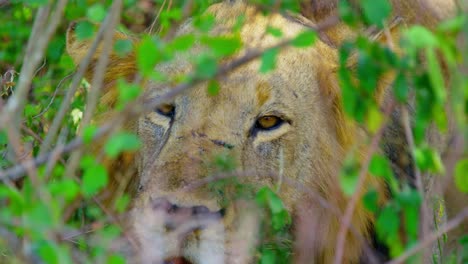 Lion-keeping-cool-in-the-shade,-panting-with-scars-on-its-nose-and-bright-orange-eyes