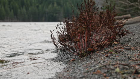 Eine-Trockene-Pflanze-Am-Steinigen-Seeufer-Am-Lake-Crescent-In-Washington-Mit-Plätschernden-Wellen---Nahaufnahme
