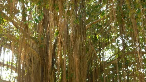 Interesting-tree-in-national-park,-Sri-Lanka
