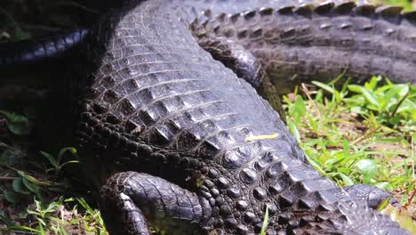 The-black-crocodile-or-narrow-snout-is-a-reptile-that-can-measure-up-to-three-meters-long-and-is-the-most-frequent-in-the-Iberá-estuaries-and-they-have-the-pleasant-habit-of-sunbathing