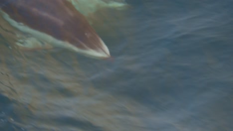 Super-Nahaufnahme-Von-Springenden-Und-Wieder-Tauchenden-Delphinen,-Deutlich-Sichtbar