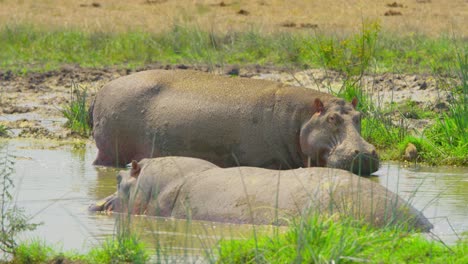 Hippopotamuses-relaxing-in-a-swamp,-calm-and-cool-in-the-hot-African-sun