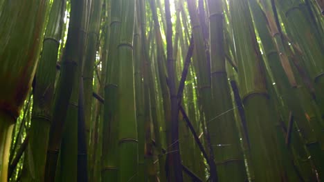 Super-Lange-Und-Hohe-Bambusbäume