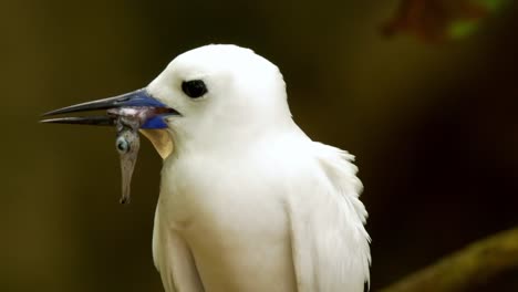 White-tern-feeds-fish-to-young-chick-on-tropical-island