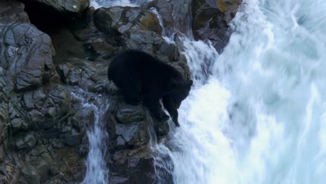 Back-bear-trying-to-catch-salmon-next-to-waterfall