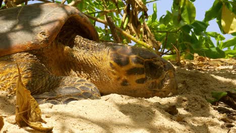 Tight-shot-of-sea-turtle-head-while-laying-eggs