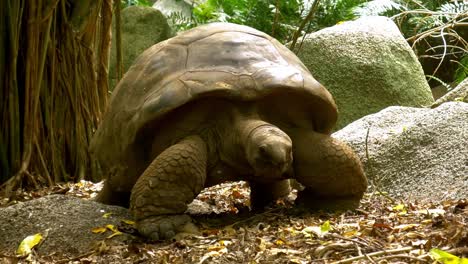 Giant-Tortoise-looking-for-food-to-eat