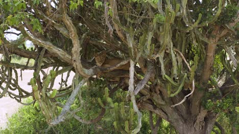 Tree-climbing-lion-rests-in-tree,-camoflaged-beautifully-amongst-tree-trunks