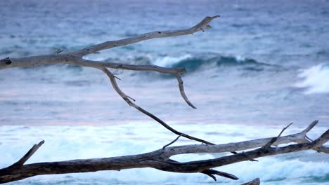 Driftwood-on-beach,-surfing-waves-in-background