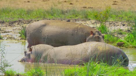 Hippo-flicks-its-tail-in-a-muddy-swamp-with-vibrant-green-grass
