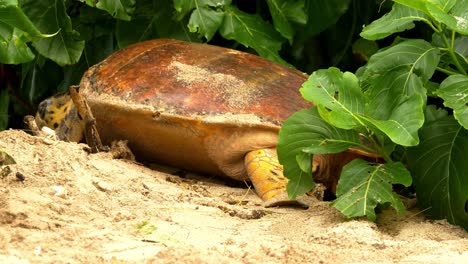 Sea-turtle-crawling-onto-beach,-hiding-in-vegetation-while-building-nest