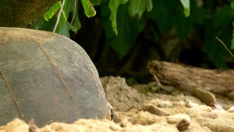 Tortuga-Pone-Huevos-En-El-Nido-En-La-Playa,-Seychelles