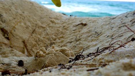 Meeresschildkröten,-Die-Kurz-Vor-Dem-Schlüpfen-Stehen-Und-Sand-Aus-Dem-Nest-Am-Strand-Schieben