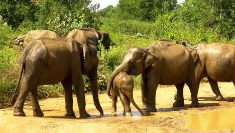 Junges-Elefantenbaby-Sieht-Und-Stört-Kampf-Zwischen-Erwachsenen,-Vielleicht-Mutter