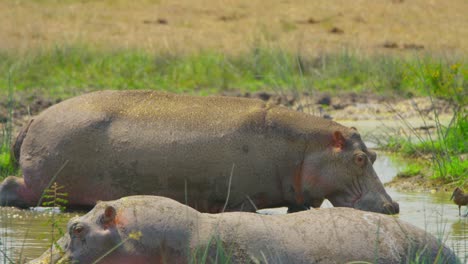 Hippos-relax-in-muddy-swamp-water-in-Queen-Elizabeth-National-Park,-Uganda,-Africa