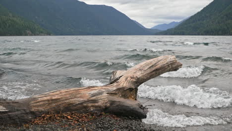 Dry-Tree-Trunk-Lies-On-The-Rocky-Shore-In-Lake-Crescent,-Washington-With-Waves---close-up-shot