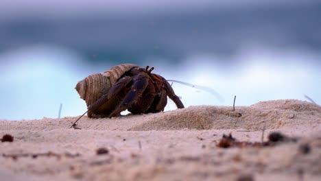 Hermit-Crab-during-sunset,-looking-for-new-big-shell-at-beach