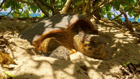 Echte-Karettschildkröte-Markiert-Am-Strand-In-Afrika
