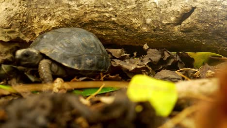 Young-Aldabra-tortoise-trying-to-climb-over-tree-on-forest-floor,-Seychelles