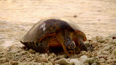 Sonnenuntergangsaufnahme-Einer-Schildkröte,-Die-Zum-Strand-Kegelt,-Um-Eier-Zu-Legen