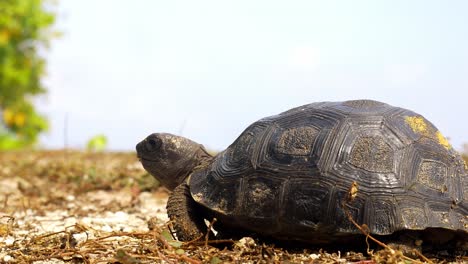 Baby-giant-tortoise-eating-and-walking-over-grass
