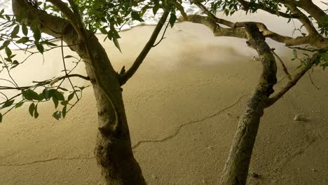 Kleine-Wellen-Unter-Baum-Am-Wunderschönen-Tropischen-Strand