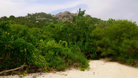 Bird-cologne-on-secluded-Island-in-Seychelles,-middle-of-the-Indian-Ocean-off-Africa