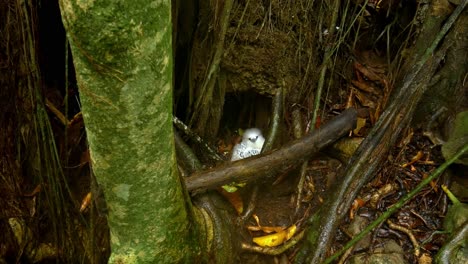 White-tailed-tropic-bird-in-Seychelles,-hiding-and-nesting