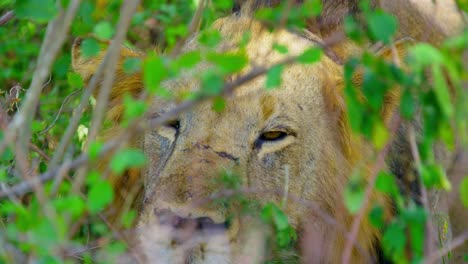Close-up-of-lion-keeping-cool-in-the-shade-in-trees