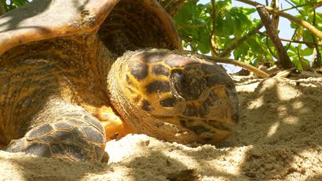 Hawksbill-sea-turtle-resting-on-beach-before-building-nest-for-hatchlings