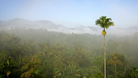 Blick-über-Den-Nebelwald-In-Sri-Lanka