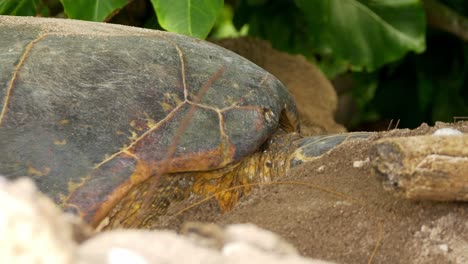 Hawksbill-Turtle-lifting-big-head-hidden-behind-branch-on-beach