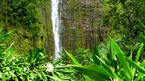 Wide-shot-of-tall-waterfall-behind-plants