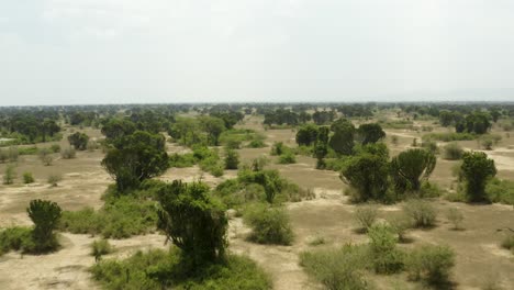 Afrikanische-Wildnisebenen-Mit-Bäumen,-Sand-Und-Pflanzen