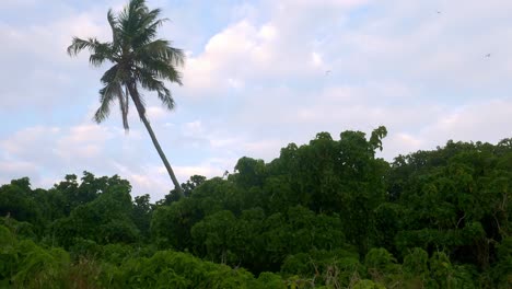 Einsame-Palme-Auf-Abgelegener-Insel-Der-Seychellen