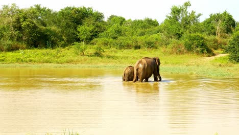 Elephant-with-baby-in-drinking-hole