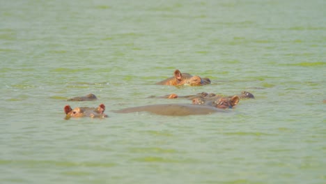 Hippos-put-their-heads-underwater-in-murky-lake-in-Uganda,-Africa